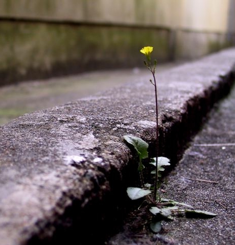 Blume im Rinnstein
